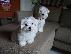 PoulaTo: Maltese mini
